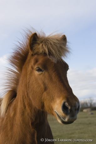 Iceland pony