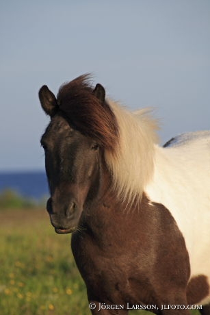 Iceland ponie   