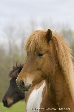 Iceland pony