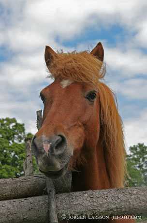 Iceland pony