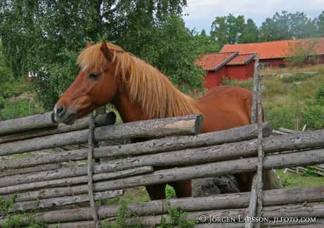 Iceland pony