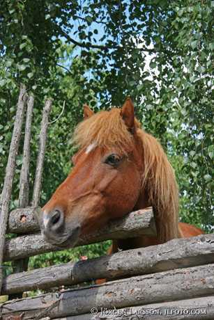 Iceland pony