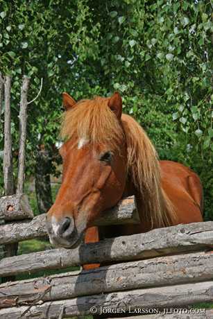 Iceland pony