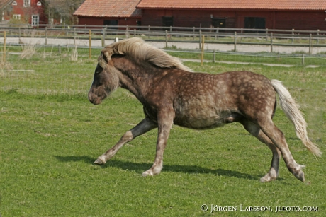 Iceland pony