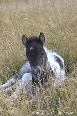 Icelandic horse   foal Oland Sweden