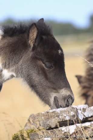 Icelandic horse   foal Oland Sweden