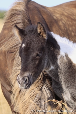 Icelandic horse   Mare with foal Oland Sweden