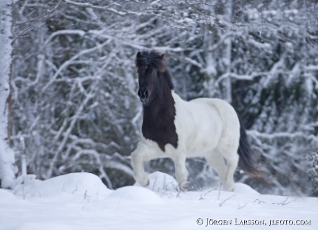 Iceland pony