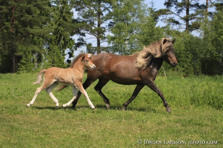 Iceland pony