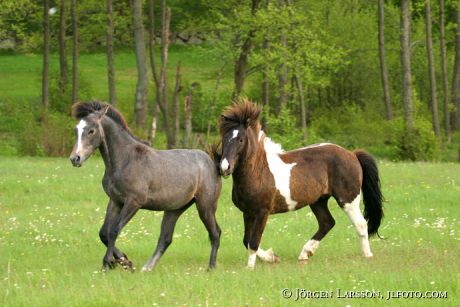 Arab and Iceland pony