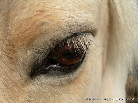 Iceland pony