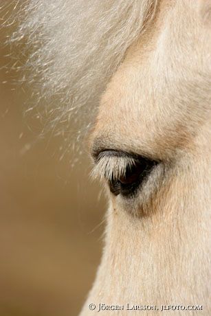 Iceland pony