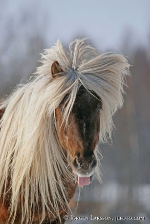 Iceland pony