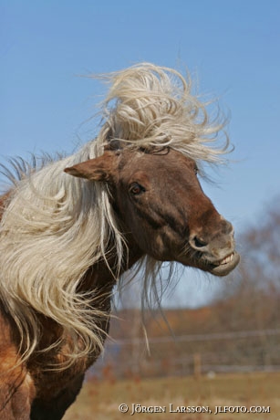 Iceland pony