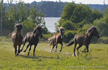 Iceland pony