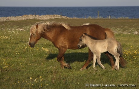 Iceland ponie   mare with foal