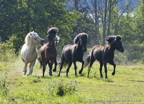 Iceland pony