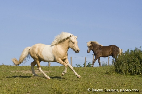 Iceland pony