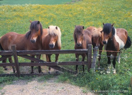 Iceland Ponie Ostergotland Sweden