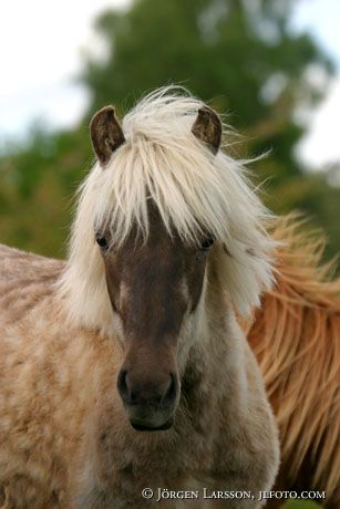 Iceland Pony