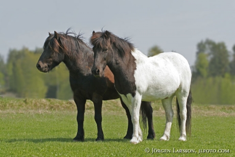 Iceland pony