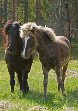 Iceland pony