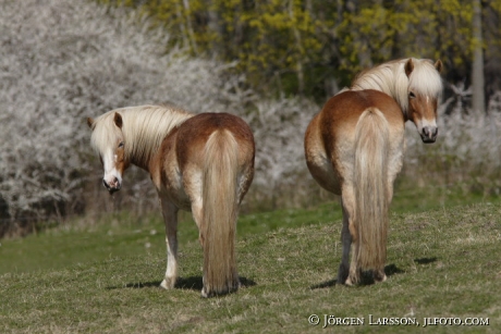 Iceland pony