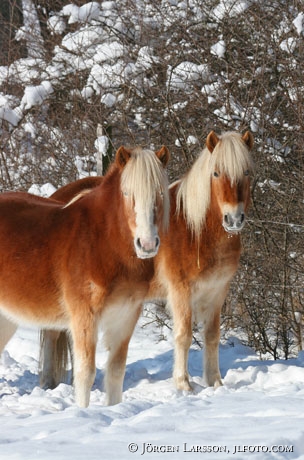 Iceland pony