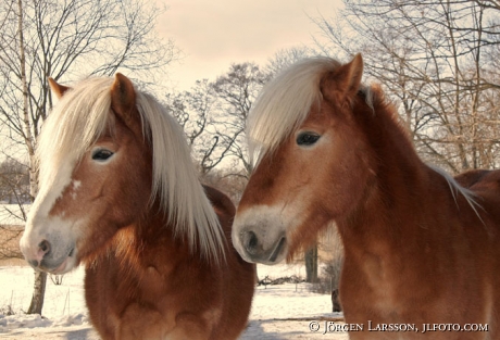 Iceland pony