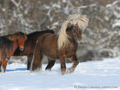 Iceland pony