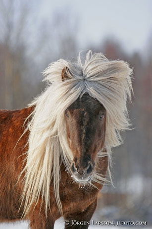 Iceland pony