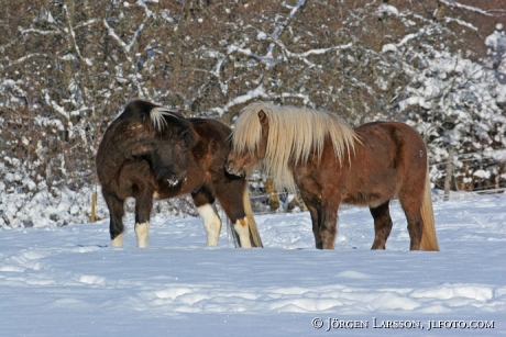 Iceland pony