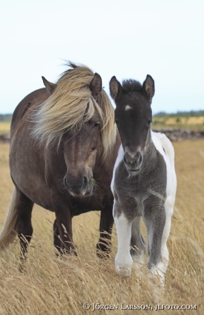 Icelandic horse   Oland Sweden