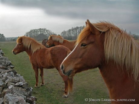 Iceland pony