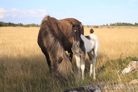 Icelandic horse   Oland Sweden