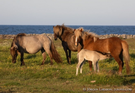 Iceland pony