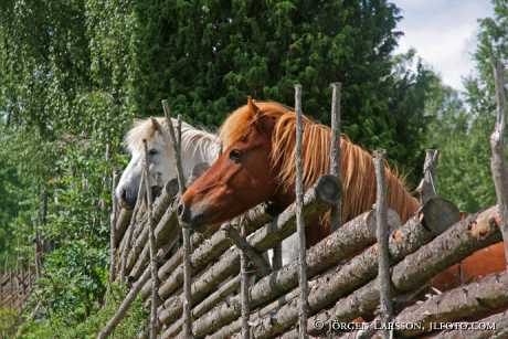 Iceland pony