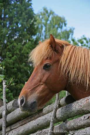 Iceland pony