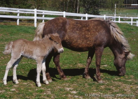 Iceland pony