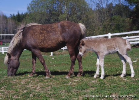 Iceland pony