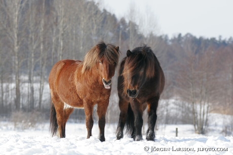 Iceland pony