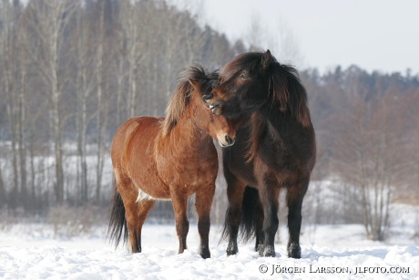 Iceland pony