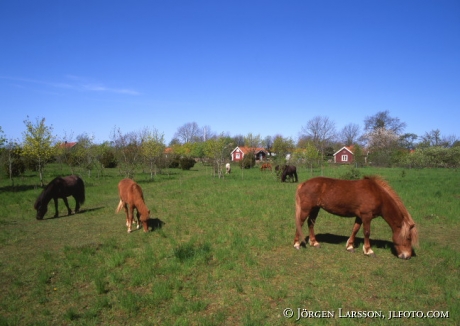 Iceland ponie Oland Sweden