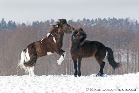 Iceland pony