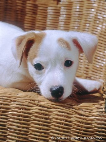 Jack Russel