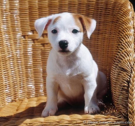 Jack Russel