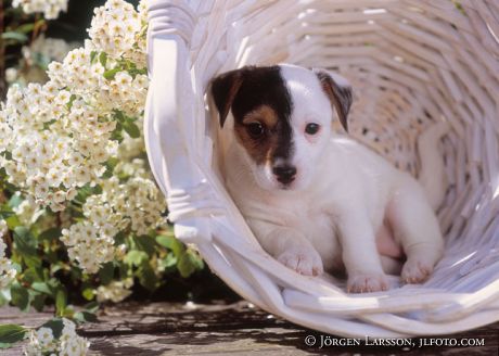 Jack Russel