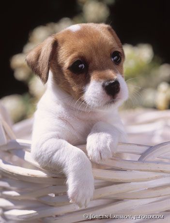 Jack Russel