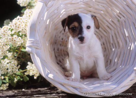 Jack Russel