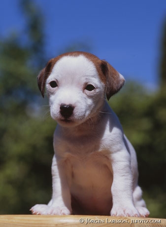 Jack Russel whelp